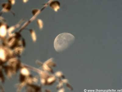 Der Mond, aufgenommen mit einem 50mm-Objektiv und der M-Cam (Baum im Vordergrund).